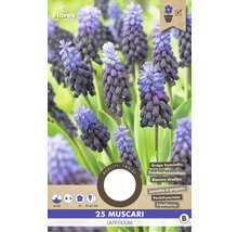 Balenie 25 ks cibuliek Muscari Latifolium
