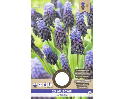 Modrica širokolistá 'Latifolium' 6/7 25 ks