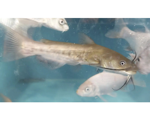 Sumec s kaprami v akváriu