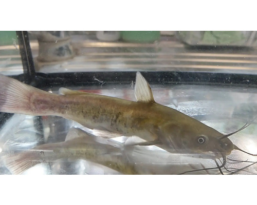 Hnedý trpasličí sumec v akváriu