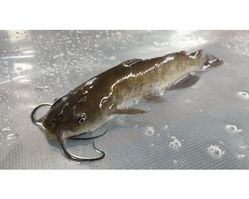 Jeden sumček trpasličí vo vode.