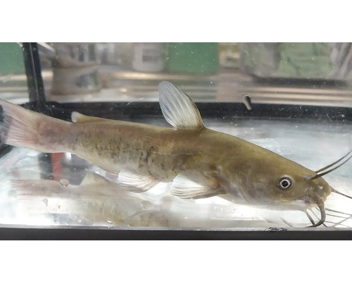 Žltý sumec v akváriu