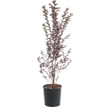 Okrasná čerešňa v kvetináči