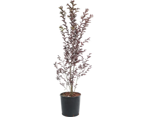 Okrasná čerešňa v kvetináči