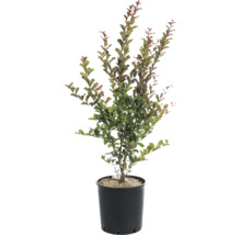 Lagerstroémia v kvetináči