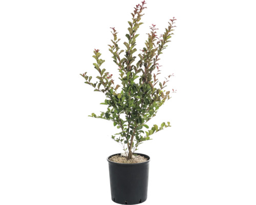 Lagerstroémia v kvetináči