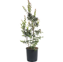 Lagerstroémia v kvetináči