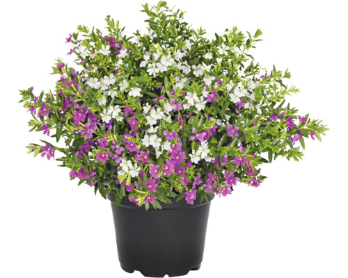 Japonska Myrta (japonské myrty, Myrtus communis, Japonská myrta, kořenového balu) Japonska Myrta