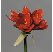 Kvitnúca červená amarylka