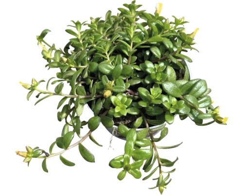 Portulaka veľkokvetá trojfarebná FloraSelf Portulaca campino Trio kvetináč Ø 12 cm Črepník so sukulentom so žltými kvetmi