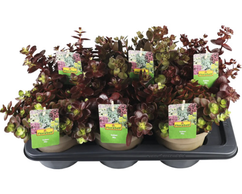 Čiernohláskový rozchodník v kvetináči, ponúka FloraSelf