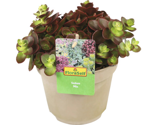 Rastlina Sedum Mix v kvetináči s etiketou FloraSelf