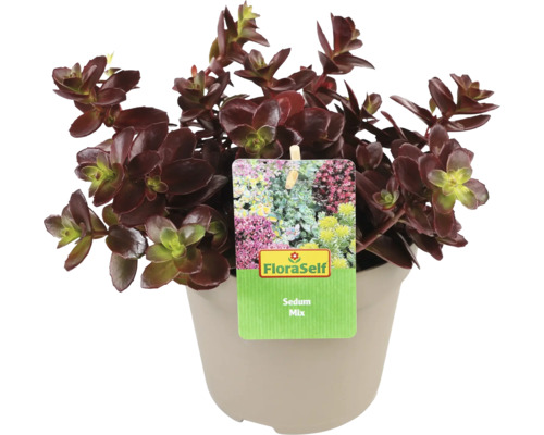 Rastlina Sedum Mix v kvetináči