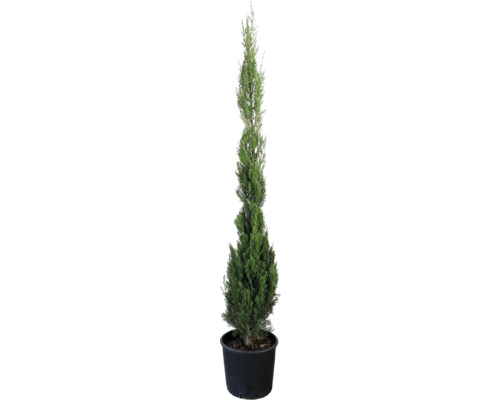 Cyprus vždyzelený FloraSelf Cupressus sempervirens 'Stricta' výška 125-150 cm kvetináč 12 l Cyprus vždyzelený FloraSelf Cupressus sempervirens 'Stricta' výška 125-150 cm kvetináč 12 l