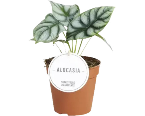 Izbová rastlina Alocasia v kvetináči