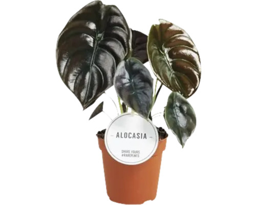 Alocasia izbová rastlina v kvetináči