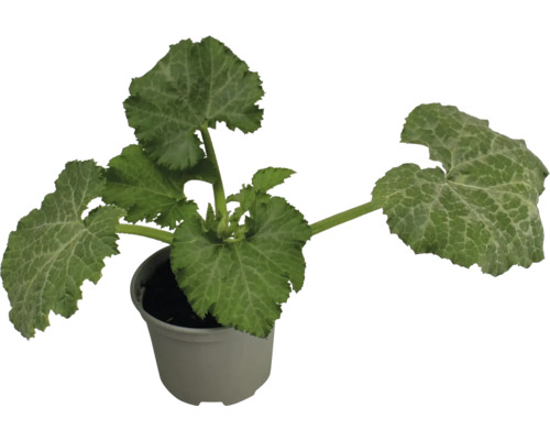 Rastlina cukety v kvetináči