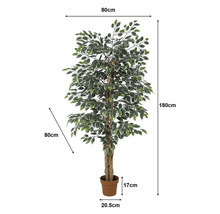 Umelý fíkus v kvetináči, výška 180 centimetrov, šírka a hĺbka 80 centimetrov, panašované listy, výška kvetináča 17 centimetrov.