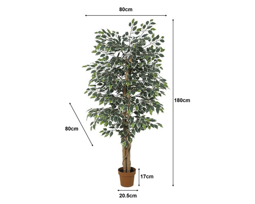 Umelý fíkus v kvetináči, výška 180 centimetrov, šírka a hĺbka 80 centimetrov, panašované listy, výška kvetináča 17 centimetrov.