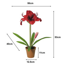 Umelá amarylka v kvetináči: výška 53 centimetrov, šírka 50 centimetrov, kvetináč 11 na 12,5 centimetra, listy 40 centimetrov.