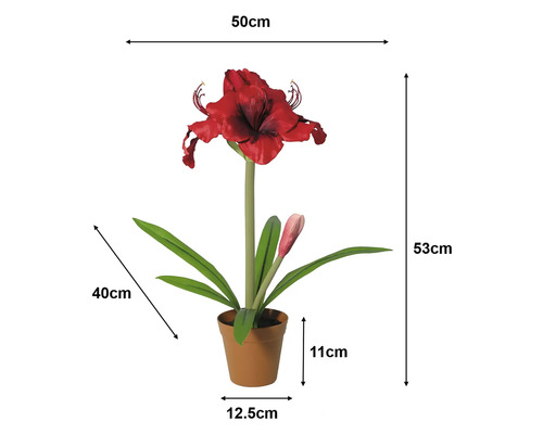 Umelá amarylka v kvetináči: výška 53 centimetrov, šírka 50 centimetrov, kvetináč 11 na 12,5 centimetra, listy 40 centimetrov.
